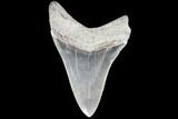 Serrated, Fossil Megalodon Tooth #86688-1